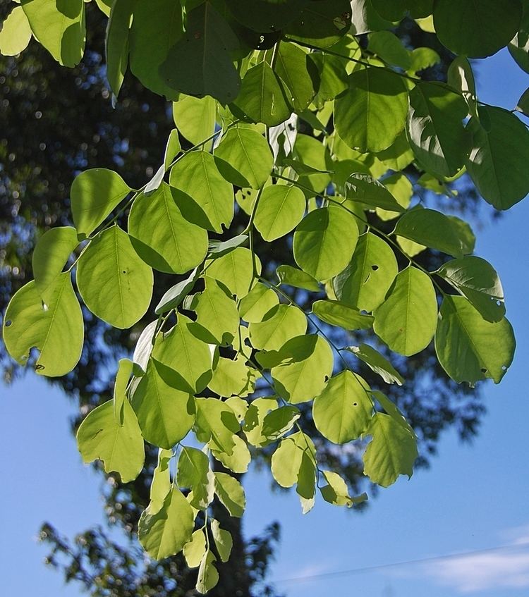 Dalbergia Dalbergia latifolia Wikipedia