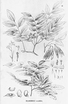 Dalbergia frutescens httpsuploadwikimediaorgwikipediacommonsthu