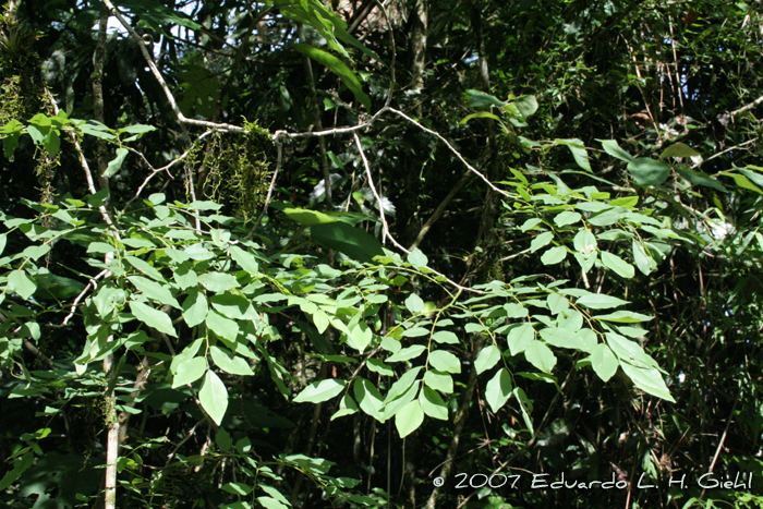 Dalbergia frutescens Flora Digital do Rio Grande do Sul e de Santa Catarina Dalbergia