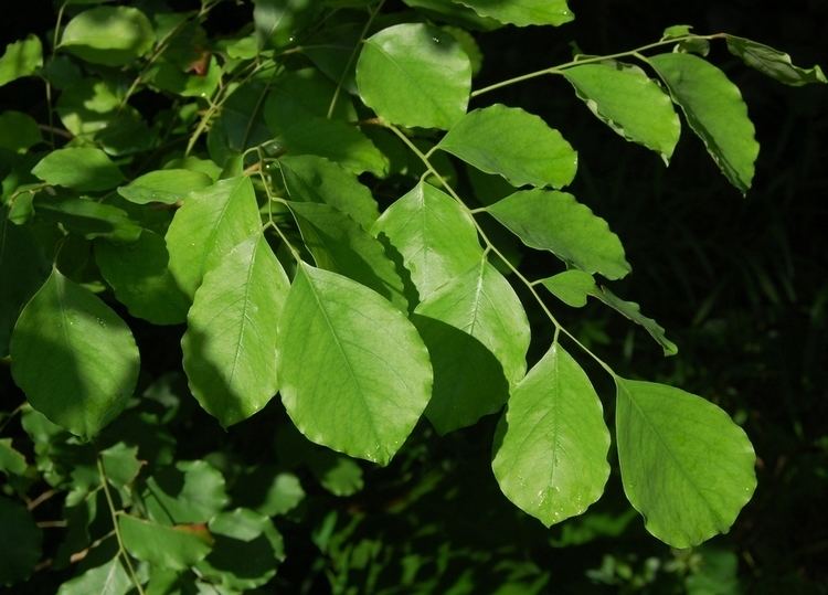 Dalbergia latifolia Dalbergia latifolia Images Useful Tropical Plants