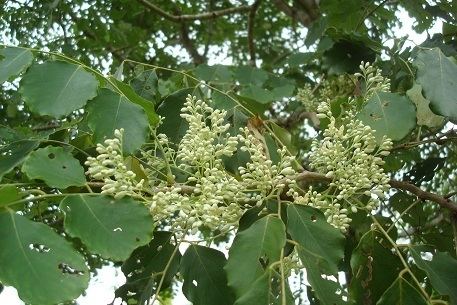 Dalbergia latifolia Dalbergia latifolia