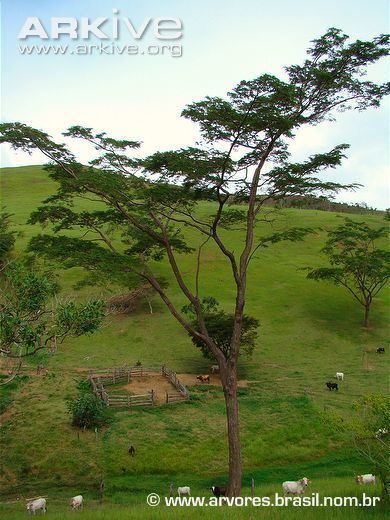 Dalbergia nigra Brazilian rosewood videos photos and facts Dalbergia nigra ARKive