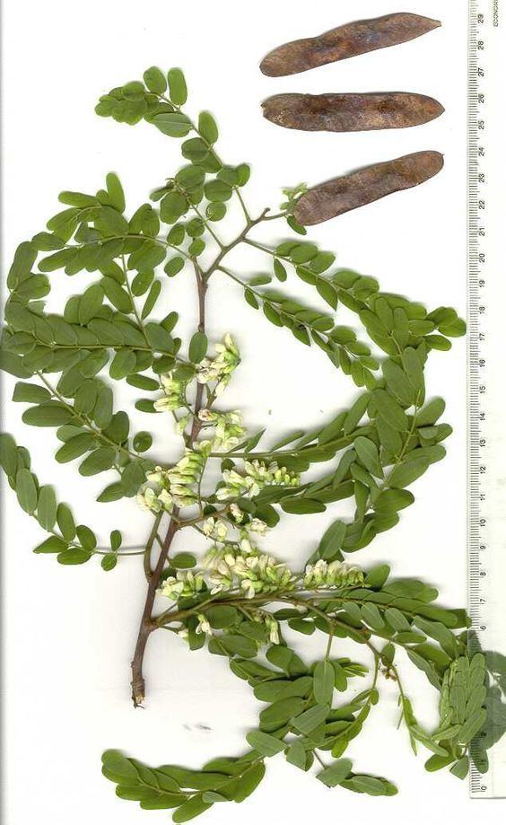 Dalbergia nigra Jacaranda da Bahia Dalbergia nigra ARVORES PM AMRG Pinterest Bahia
