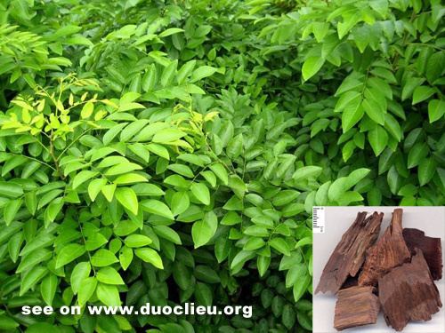 Dalbergia odorifera Dalbergia wood JiangxiangDalbergia odorifera T Chen