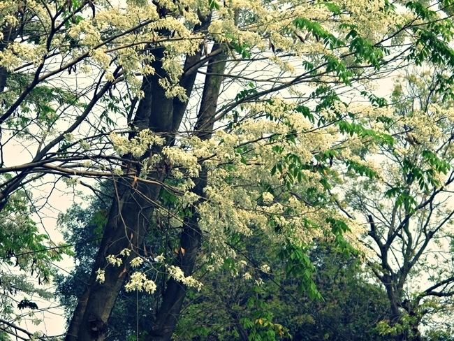 Dalbergia tonkinensis Fragrance and colour of flowers in March