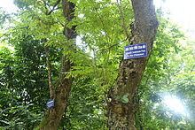 Dalbergia tonkinensis httpsuploadwikimediaorgwikipediacommonsthu