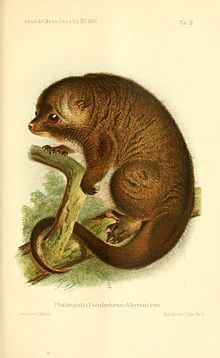 D'Albertis' ringtail possum httpsuploadwikimediaorgwikipediacommonsthu