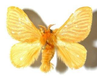 Dalceridae lepidopteraruimgilluacragacoamothrjpg