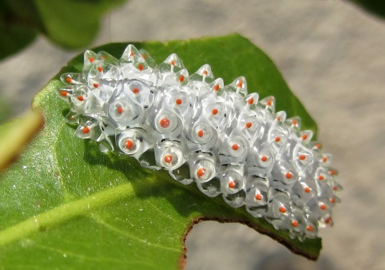 Dalceridae Real Monstrosities Goo Spines of Dalceridae