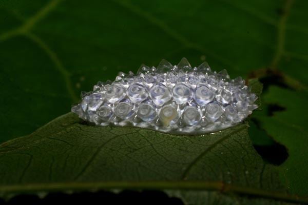 Dalceridae The Biology of the Translucent Jewel Caterpillar the Nudibranch of