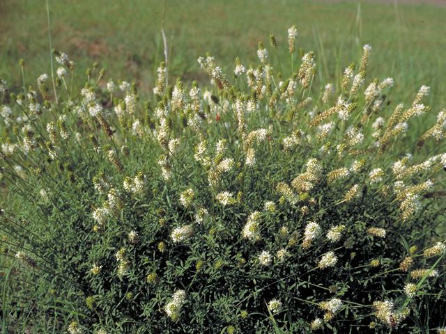 Dalea candida Dalea candida White prairie clover NPIN