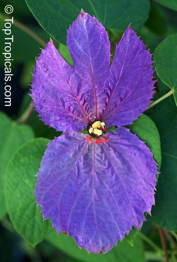 Dalechampia Dalechampia dioscoreifolia Winged Beauty Costa Rican Butterfly