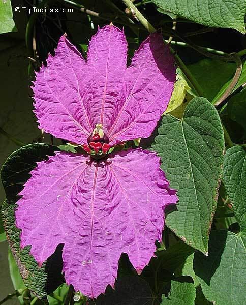 Dalechampia dioscoreifolia Dalechampia dioscoreifolia Winged Beauty Costa Rican Butterfly