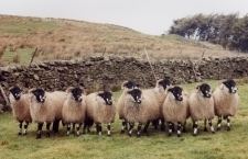 Dalesbred The Sheep Trust