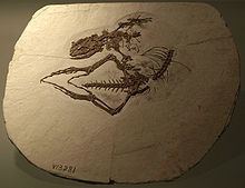 Dalinghosaurus httpsuploadwikimediaorgwikipediacommonsthu