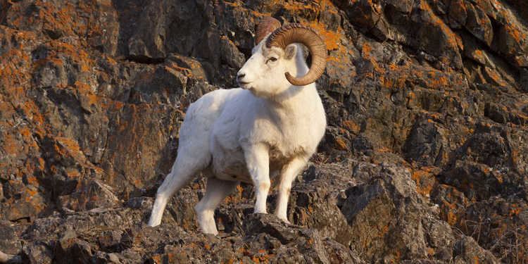 Dall sheep Dall Sheep near Anchorage Visit Anchorage