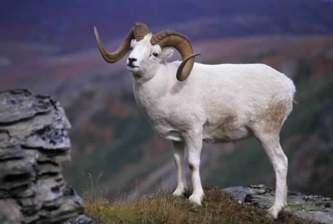 Dall sheep Dall Sheep Facts Size Color Diet Habitat and Pictures