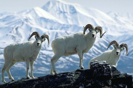 Dall sheep Dall Sheep Facts Size Color Diet Habitat and Pictures