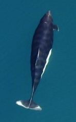 Dall's porpoise httpsuploadwikimediaorgwikipediacommonsbb