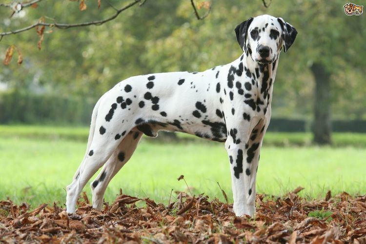 Dalmatian (dog) Dalmatian Dog Breed Information Facts Photos Care Pets4Homes
