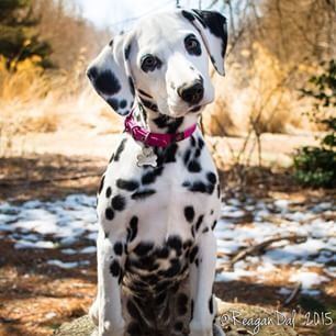 Dalmatian (dog) httpsscontentcdninstagramcomhphotosxaf1t51
