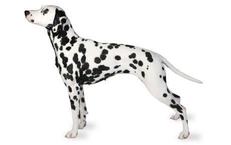 Dalmatian (dog) Dalmatian Dog Breed Information Pictures Characteristics amp Facts