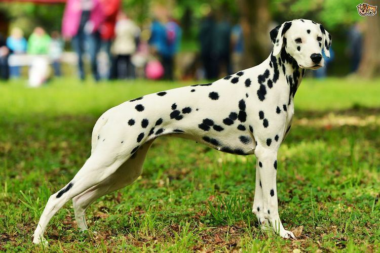 Dalmatian (dog) Dalmatian Dog Breed Information Facts Photos Care Pets4Homes