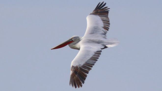 Dalmatian pelican Dalmatian pelican seen 39for first time39 in UK at Land39s End BBC News