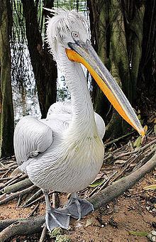 Dalmatian pelican httpsuploadwikimediaorgwikipediacommonsthu