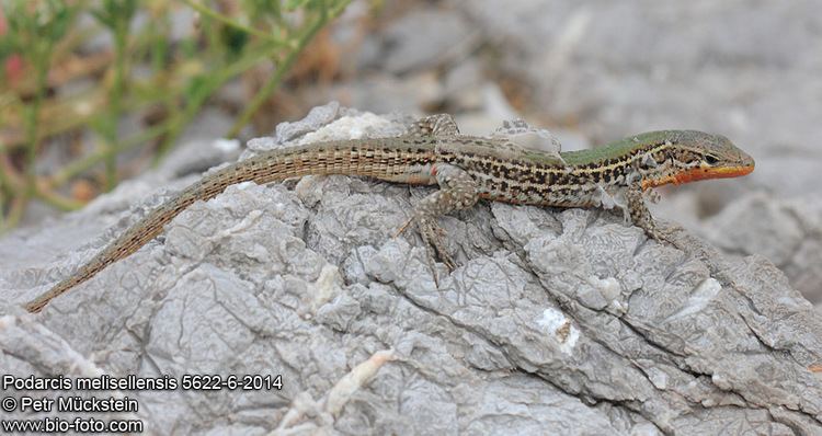 Dalmatian wall lizard Podarcis melisellensis 562262014 CZ jetrka jadransk DE