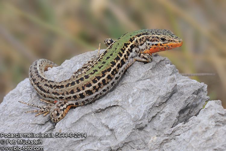 Dalmatian wall lizard Podarcis melisellensis 564462014 CZ jetrka jadransk DE
