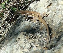 Dalmatian wall lizard httpsuploadwikimediaorgwikipediacommonsthu