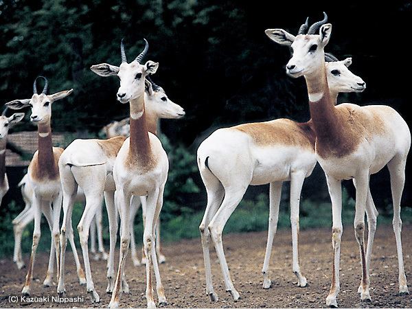 Dama gazelle Dama GazelleEndangered animals listOur endangered animals KONICA