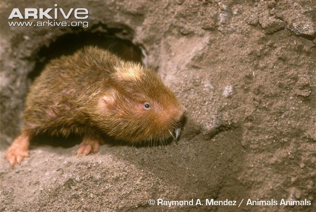 Damaraland mole-rat Damaraland mole rat photo Cryptomys damarensis G70325 ARKive
