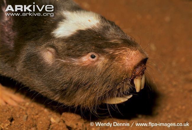 Damaraland mole-rat Damaraland mole rat videos photos and facts Cryptomys damarensis