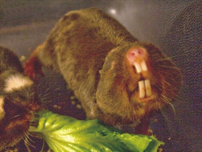 Damaraland mole-rat Damaraland molerat Wikipedia