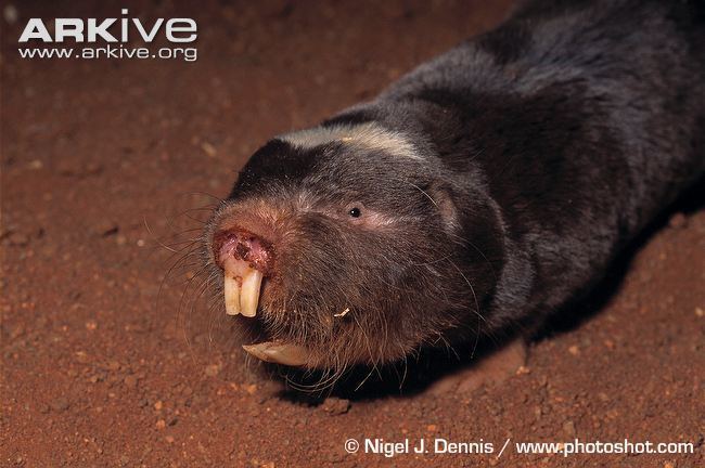 Damaraland mole-rat Damaraland mole rat photo Cryptomys damarensis G67858 ARKive