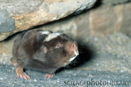Damaraland mole-rat Damaraland Mole Rat Stock Image Z9180368 Science Photo Library