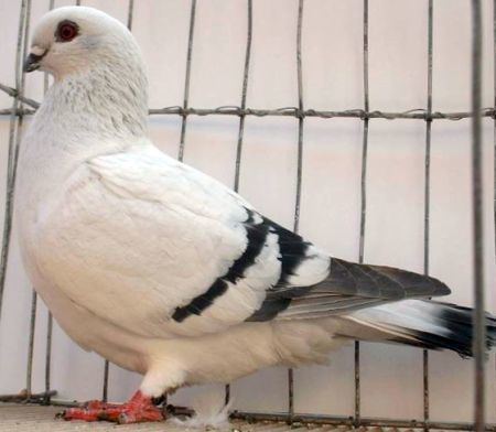 Damascene pigeon Damascene Pigeon For Sale Pigeons For Sale