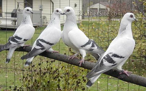 Damascene pigeon Damascene Pigeons