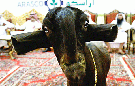 Damascus goat The Damascus Goat Looks Really Strange Lazer Horse