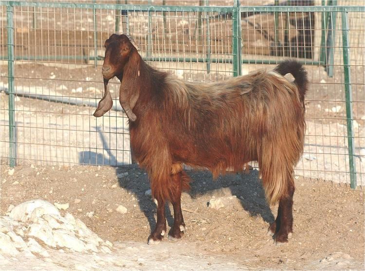 Damascus goat Damascus Goat Breed Profile Information SheepFarmin SheepFarmin