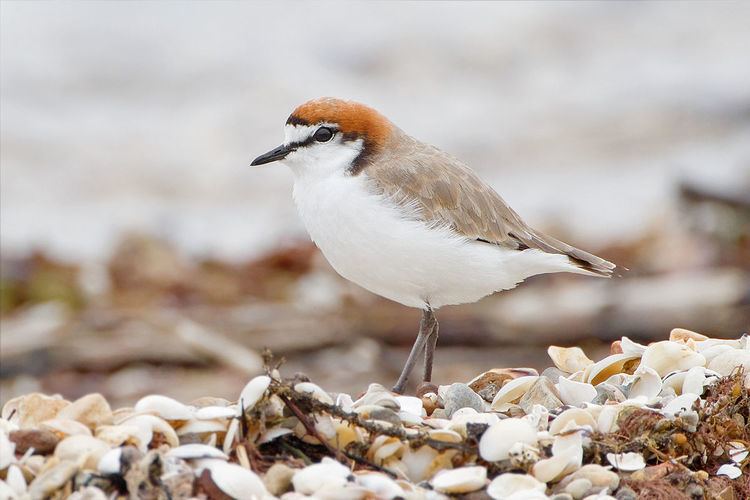 Dampier Saltworks Important Bird Area