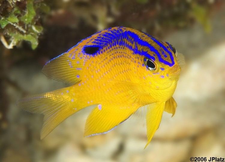 Damselfish 1000 images about Damsel Fish on Pinterest No se Snorkeling and