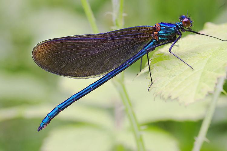 Damselfly Real Monstrosities What39s the Difference Between Damselflies and