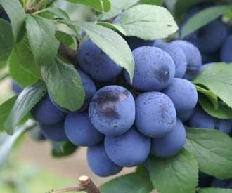 Damson Damson Cherry Plum and Bullace trees for sale Buy fruit trees online