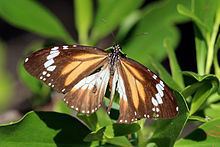 Danaus affinis httpsuploadwikimediaorgwikipediacommonsthu