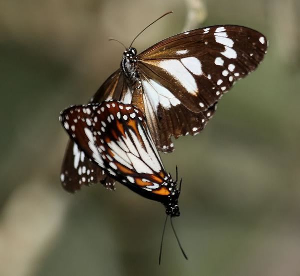 Danaus affinis Danaus affinis