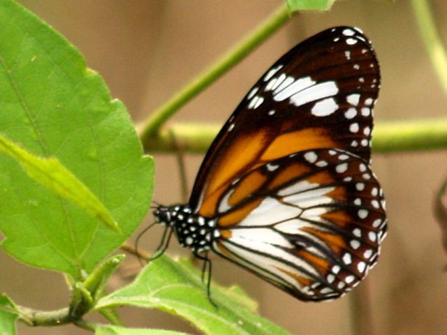 Danaus affinis BFP1101