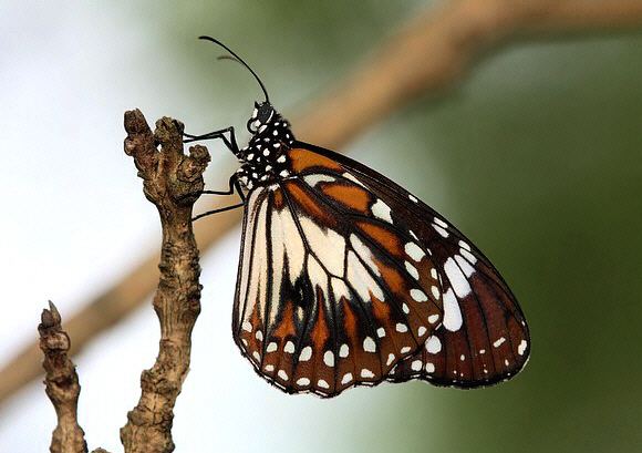 Danaus affinis Butterflies of Australia Danaus affinis